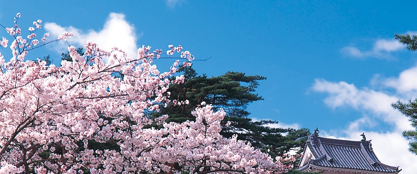 仙台市で桜が綺麗に見られる場所は